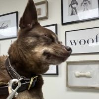Encanto Animal Hospital ico
