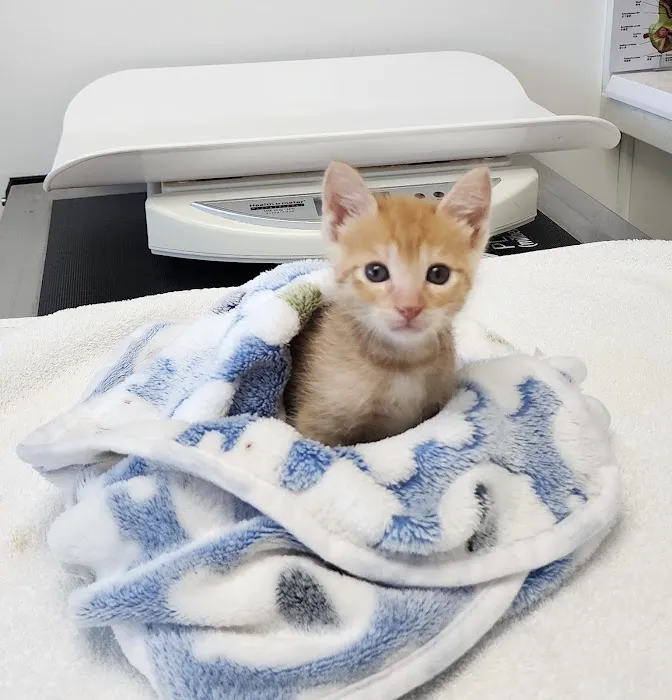 Encanto Animal Hospital Picture 2