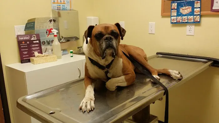Monterey Park Animal Hospital Picture 8