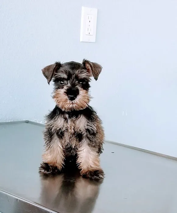 Monterey Park Animal Hospital Picture 9