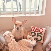 Monterey Park Animal Hospital ico