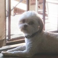 Monterey Park Animal Hospital - Rajendra Sanathara DVM, Nisha Sanathara DVM ico