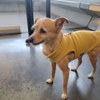 Veterinary Healthcare Center ico