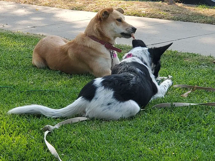 San Gabriel Animal Hospital Picture 10