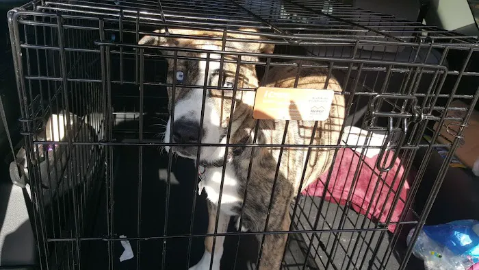 San Gabriel Animal Hospital Picture 3