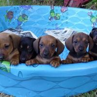 VCA Community Companion Animal Hospital ico