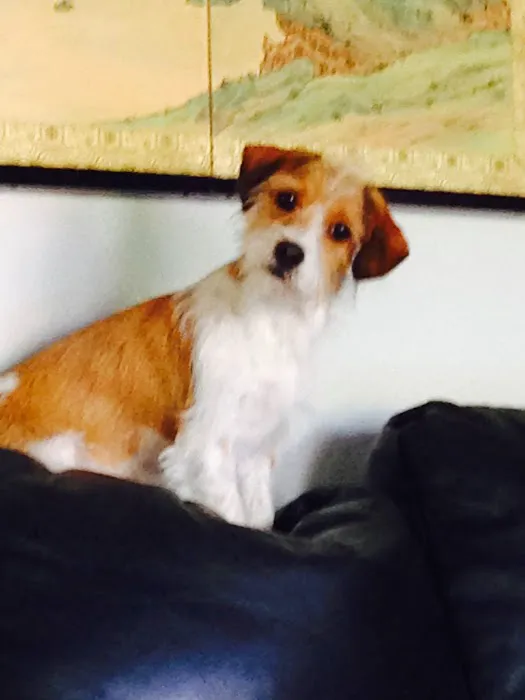 VCA Community Companion Animal Hospital Picture 4