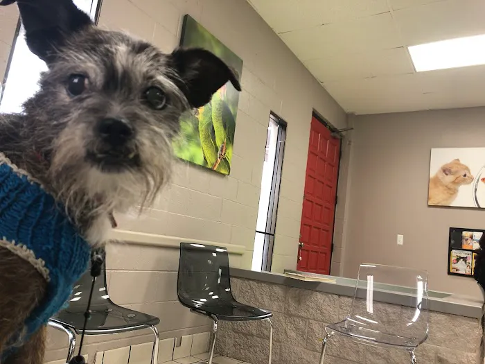 VCA Community Companion Animal Hospital Picture 7