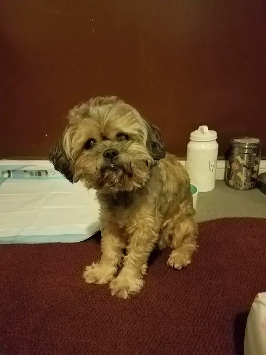 Temple City Animal Hospital Picture 7