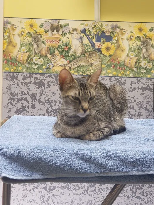 Temple City Animal Hospital Picture 2