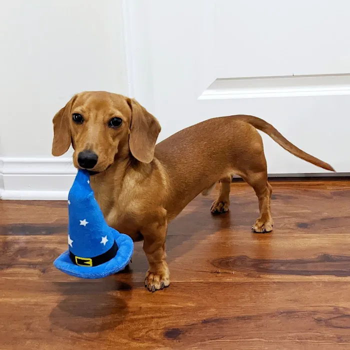 Temple City Animal Hospital Picture 9