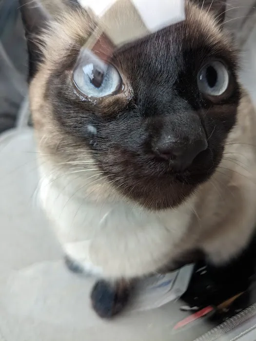 Rosemead Animal Hospital Picture 8