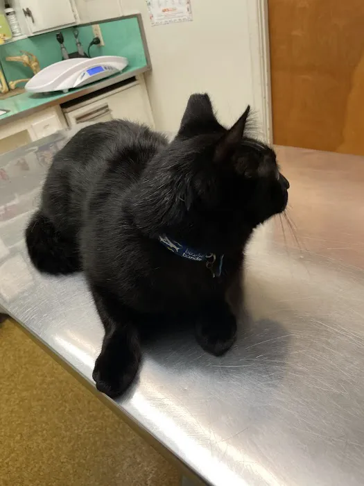 Rosemead Animal Hospital Picture 5