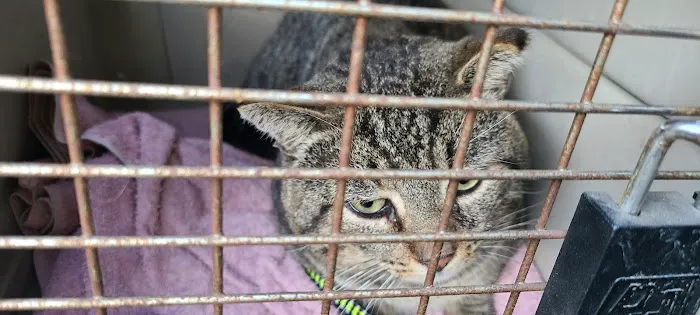 Rosemead Animal Hospital Picture 7