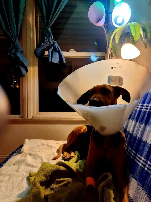 Pet Care Animal Hospital Picture 6