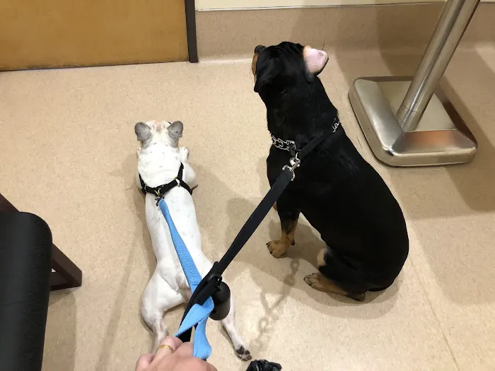 Pet Care Animal Hospital Picture 8