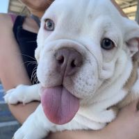 Low Cost Pet Vaccines Pasadena ico