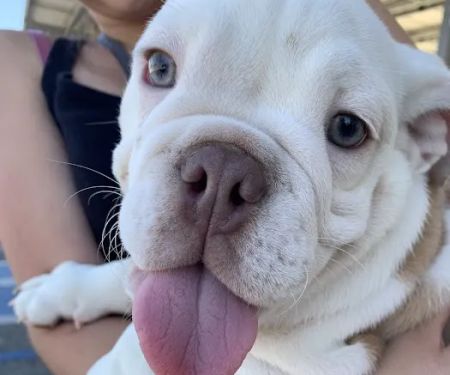 Low Cost Pet Vaccines Pasadena