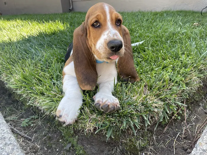 Los Altos Veterinary Clinic Picture 8