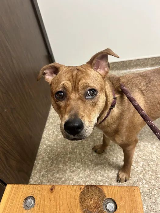 Alpine Animal Hospital Picture 1