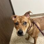 Alpine Animal Hospital