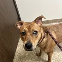 Alpine Animal Hospital ico