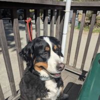 Alta View Animal Hospital ico