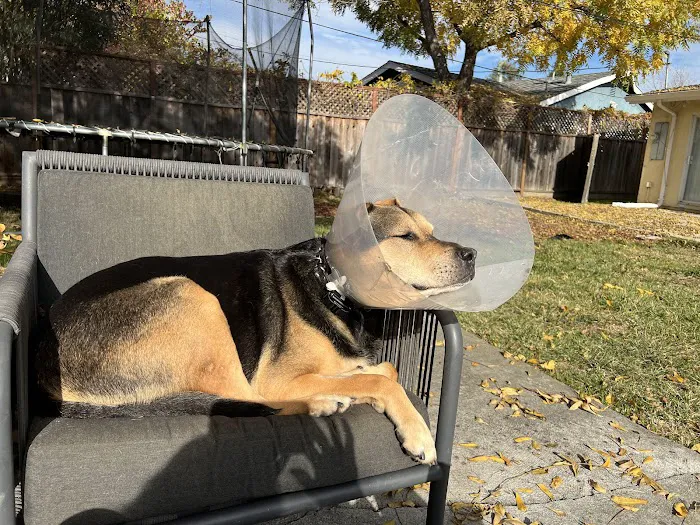 Alta View Animal Hospital Picture 10
