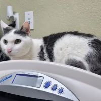ACE Animal Hospital ico