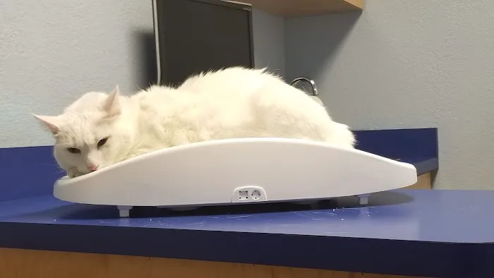 ACE Animal Hospital Picture 10