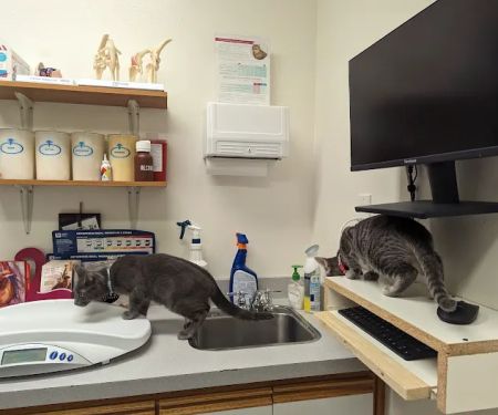 Mission Valley Veterinary Clinic