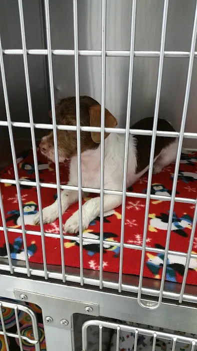 For Paws Spay & Neuter Clinic Picture 1