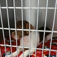 For Paws Spay & Neuter Clinic ico