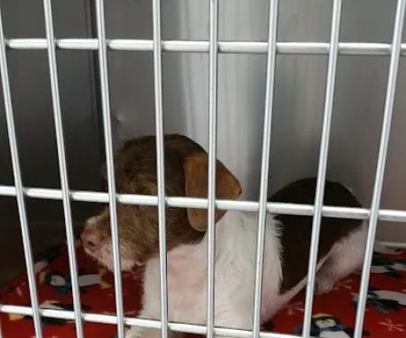 For Paws Spay & Neuter Clinic