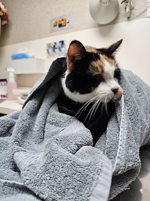 Central Veterinary Hospital Picture 1