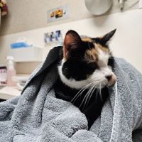 Central Veterinary Hospital ico