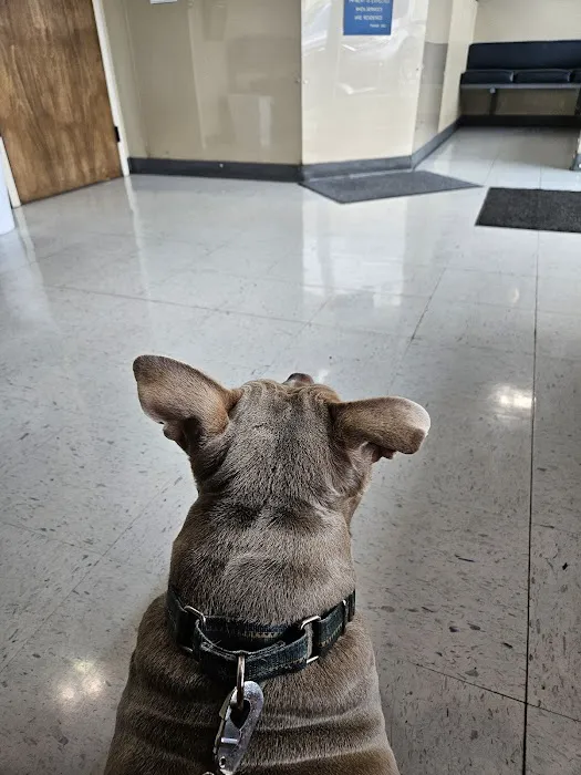 Central Veterinary Hospital Picture 8