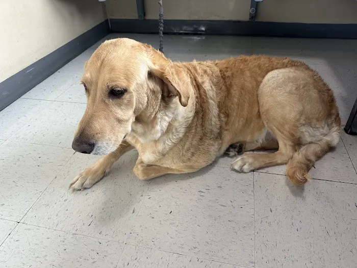 Central Veterinary Hospital Picture 5