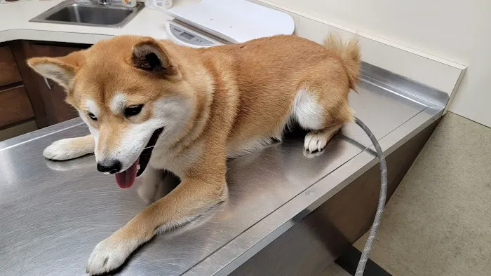 Central Veterinary Hospital Picture 3