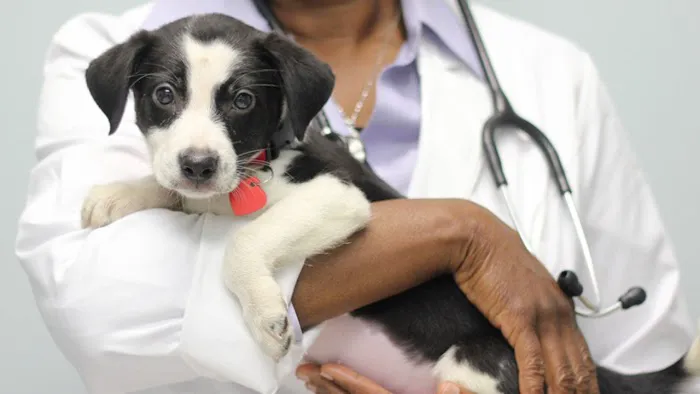 Tricity Veterinary Hospital Picture 5