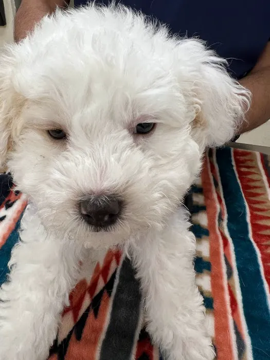 Tricity Veterinary Hospital Picture 8