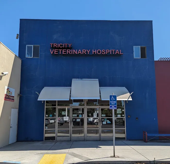 American Animal Care Center Picture 1