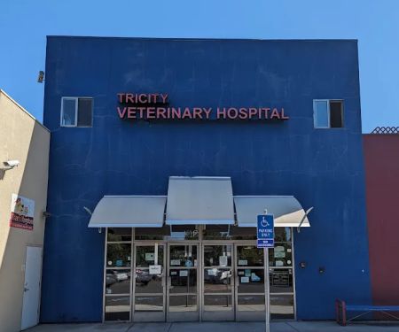 American Animal Care Center