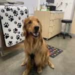Shoreline Pet Hospital