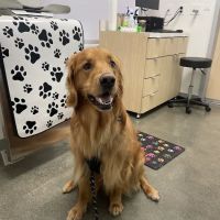 Shoreline Pet Hospital ico