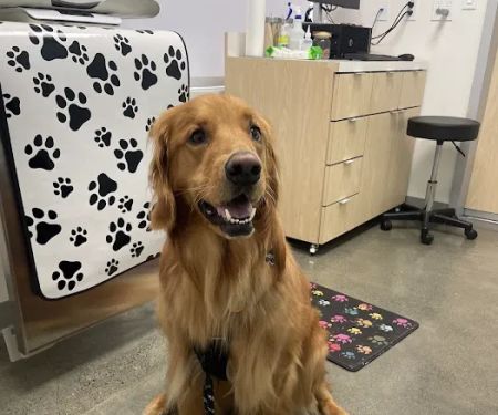 Shoreline Pet Hospital
