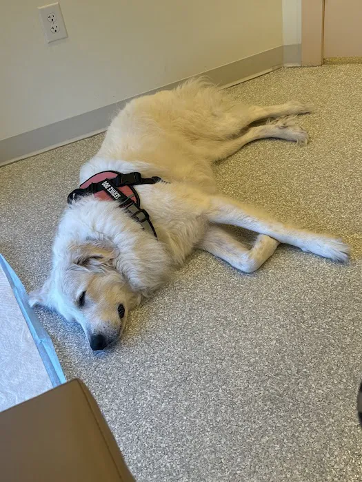 ASAP Vet: Veterinary Urgent Care Picture 2