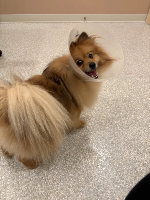 ASAP Vet: Veterinary Urgent Care Picture 3