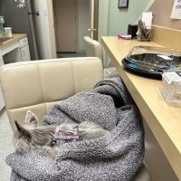 ASAP Vet: Veterinary Urgent Care ico