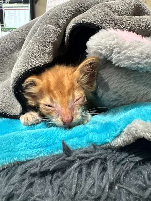 ASAP Vet: Veterinary Urgent Care Picture 9